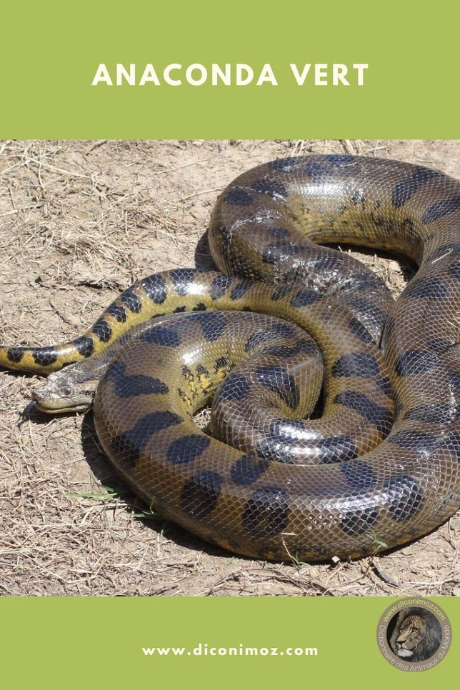 anaconda vert animaux par A