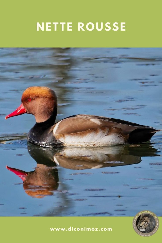 nette rousse fiche animaux par N