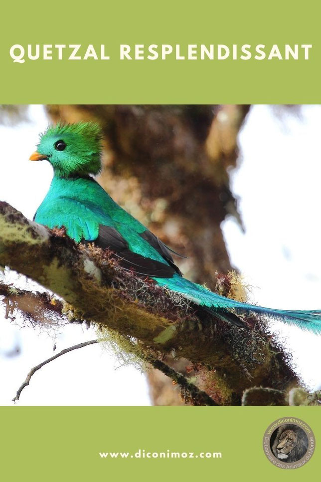 quetzal resplendissant fiche animaux par Q