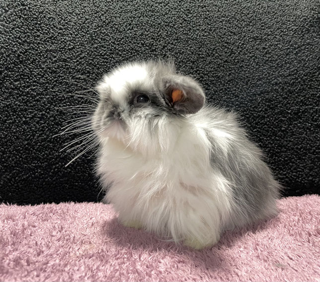 うさぎのサプリメント&栄養補助食品 - うさぎ専門店 アメリカンラビット専門店「うさぎのこみち」 滋賀 東近江市 うさぎのサプリメント&栄養補助食品 - うさぎ専門店 アメリカンラビット専門店「うさぎのこみち」 滋賀 東近江市
