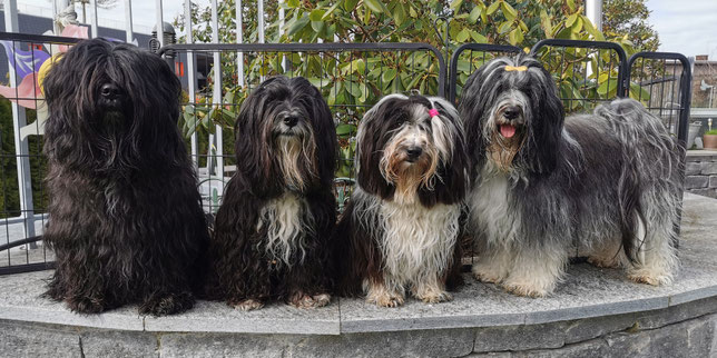 Im-chi, Magic, Rani und Priya. Priya ist ein paar Tage zu Besuch :-)