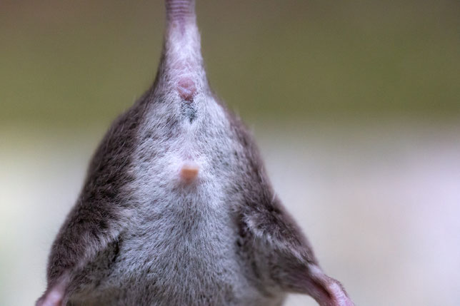 Geschlechtsbestimmung Deine Seite Rund Um Farbmausfarben Und