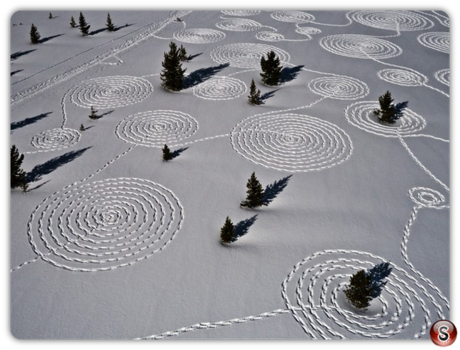 Giant Snow Drawing Art - by Sonja Hinrichsen