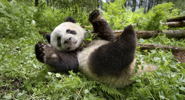 Comme dans tout film animalier qui se respecte, il y a un panda dans "Un nouveau jour sur Terre", coproduit par la Chine (©Paramount Pictures/BBC Earth).