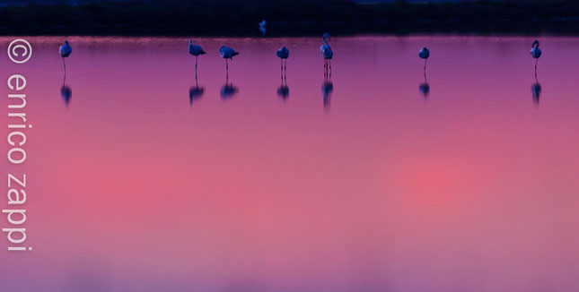 Ultime luci del dopo tramonto si specchiano nell'acqua quieta della Salina dove giovani fenicotteri stanno riposando.