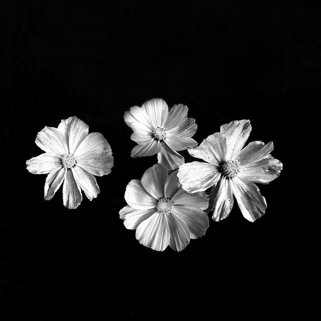 Photo de Catherine Valentini issue de sa série Des fleurs et des rêves