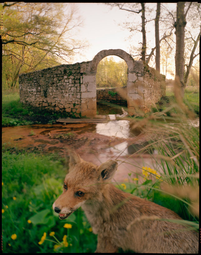 Photo de Vincent Monthiers issue de sa série Fables du Médoc prise à la chambre photographique