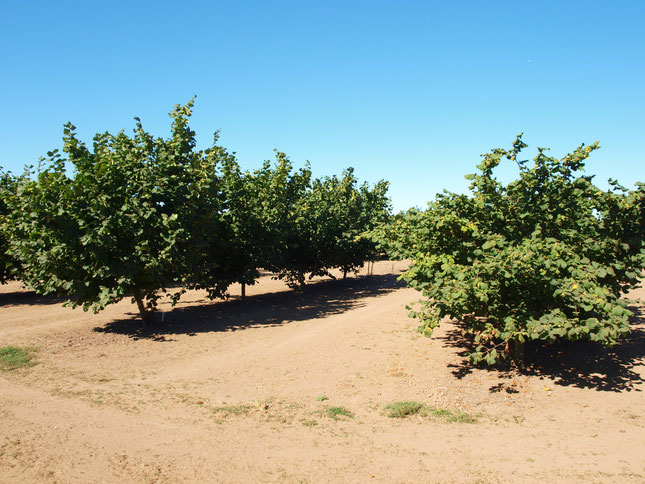 Jefferson (left) and Yamhill (right); popular new blight resistant varieties.