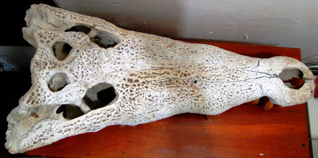 Cráneo Crocodylus intermedius