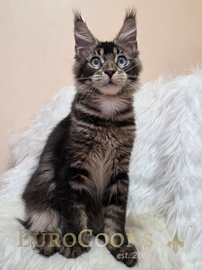 Brown Tabby Maine Coon Kitten with Blue Eyes Available Male Maine Coon kitten for sale