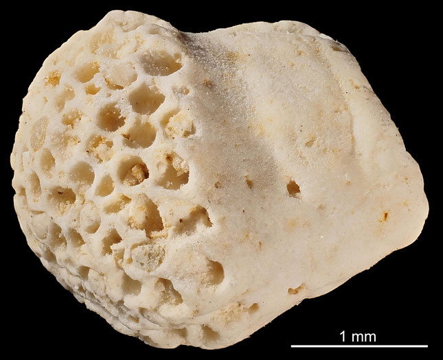 Senckenberg, Bryozoa, Bryozoen, Moostierchen, Sammlung Voigt