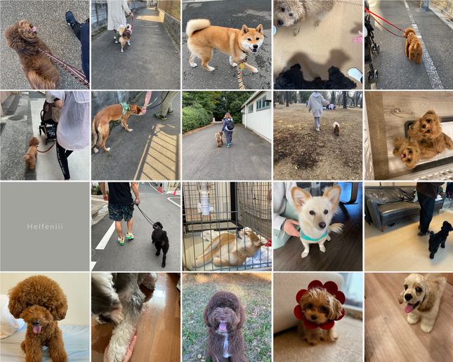 昭島市を拠点に行うドッグトレーナーと犬のしつけトレーニング風景