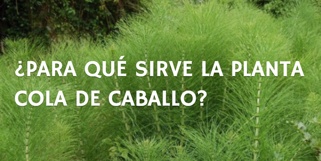 ¿Para qué sirve la planta cola de caballo?  Pronapresa