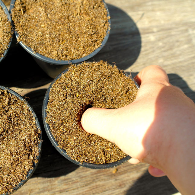 Tips Voor Het Kweken Van Komkommers (Ook In Pot!)