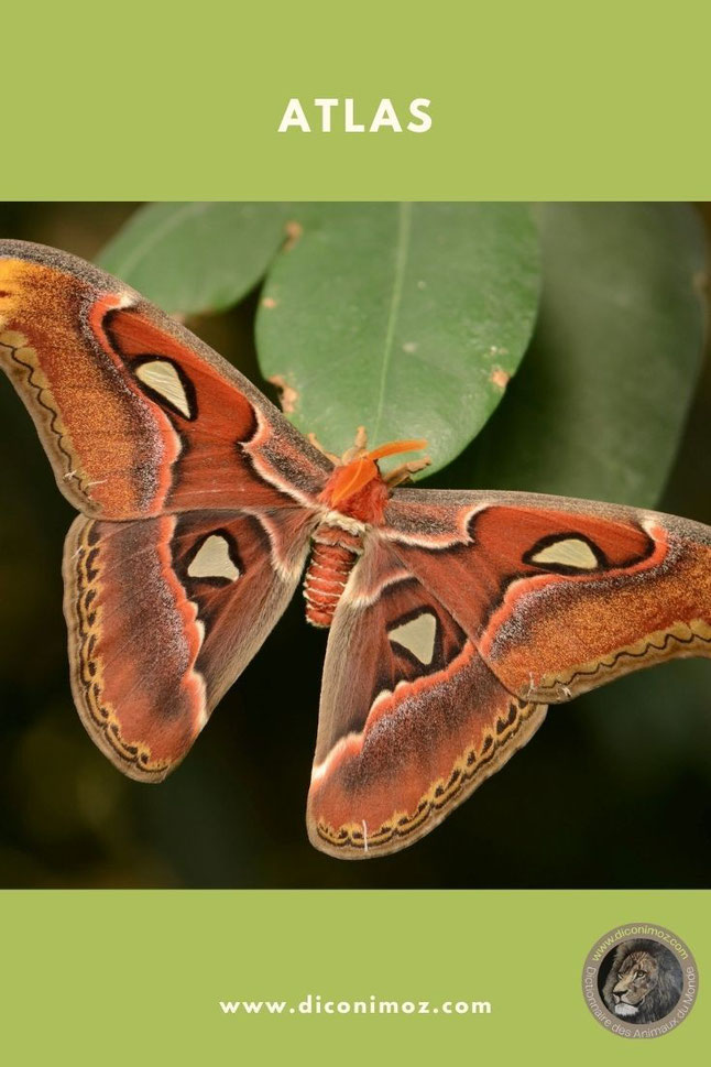 atlas fiche animaux papillon insectes