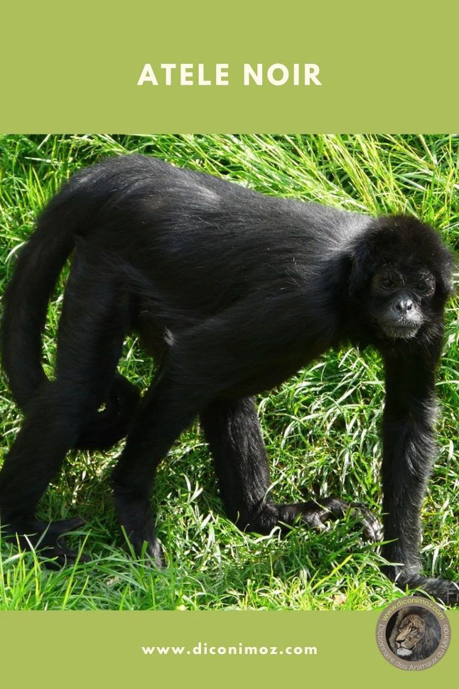 atele noir de colombie fiche animaux singe