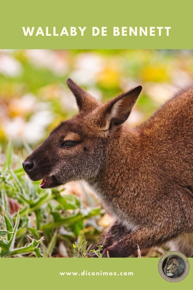 wallaby de bennett animaux par W