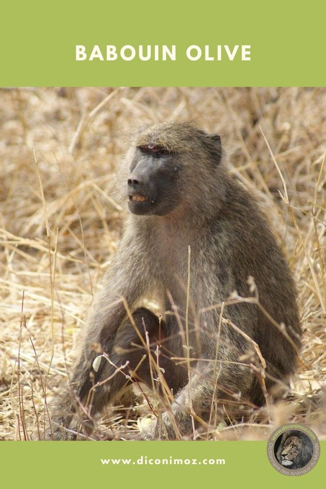 babouin olive fiche animaux singe