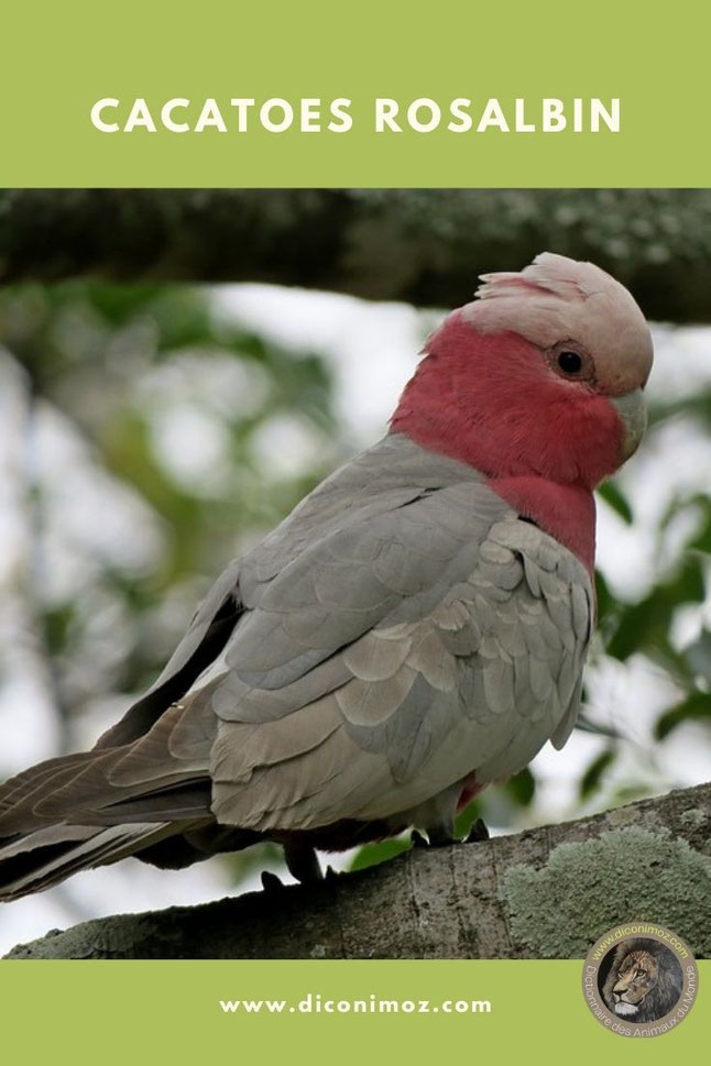 cacatoes rosalbin galah fiche animaux oiseaux comportement taille poids predateur habitat repartition