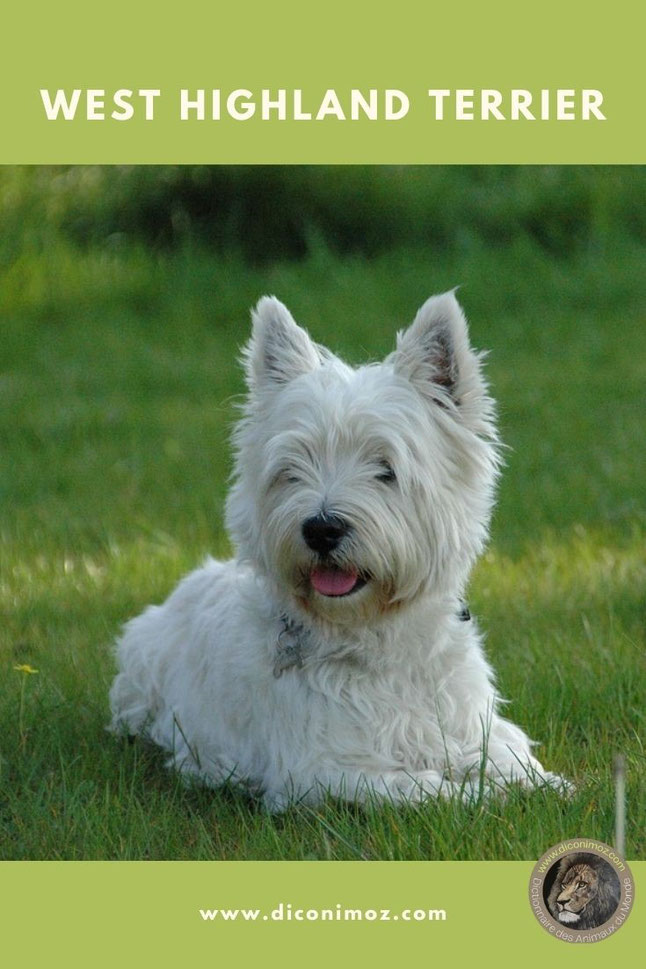 west highland terrier animaux chien par w