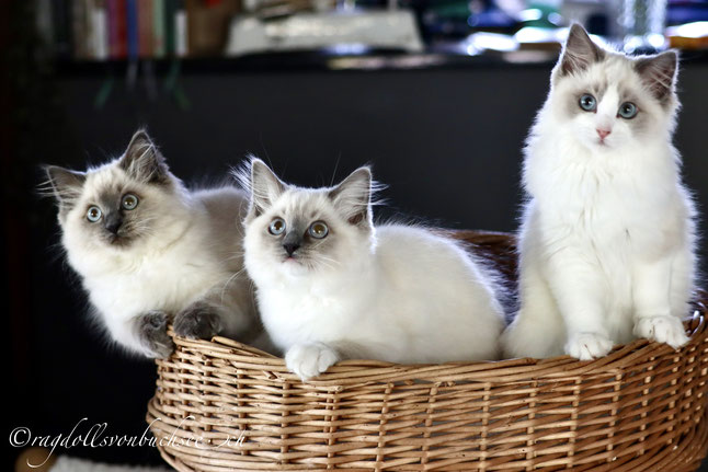 blue colorpoint, blue mitted, blue bicolour
