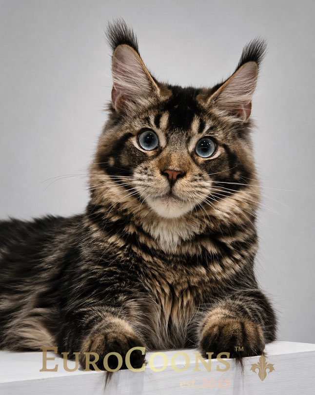brown blue eyed maine coon kitten for sale