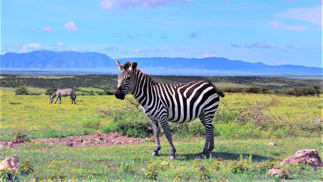 Schönste Nationalparks Afrika Safari Ngorongoro Krater