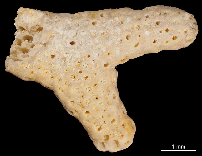 Senckenberg, Bryozoa, Bryozoen, Moostierchen, Sammlung Voigt