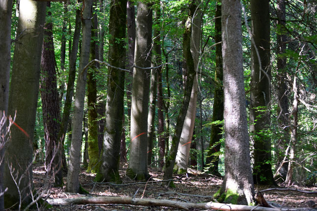 Das Entnehmen einiger Bäume in geringem Abstand führt zum Auflichten des Kronendaches. Dadurch werden der Boden und die verbliebenen Bäume erheblicher Sonneneinwirkung ausgesetzt.  