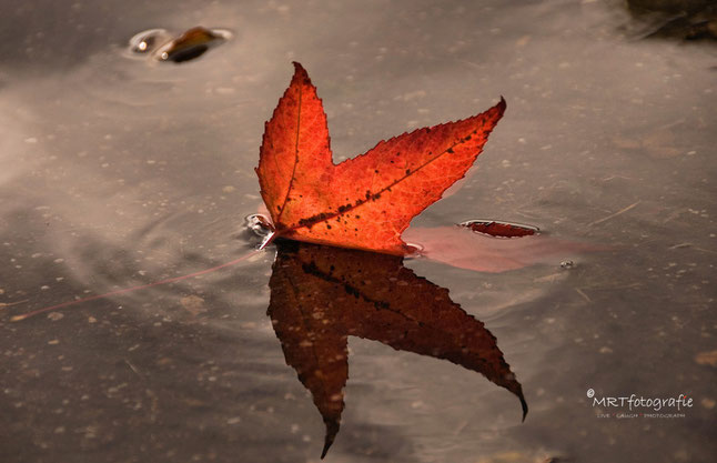 Rood esdoornblad met reflectie in plas water. | Compositie