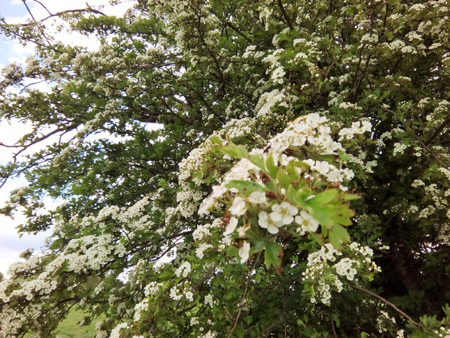 Weißdorn (Crataegus monogyna) im Mai 2020 am Wegesrand fotografiert