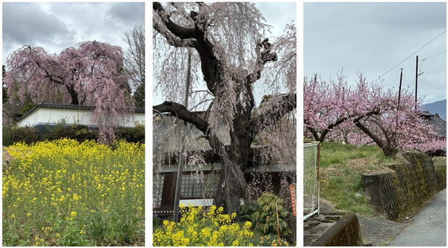 慈雲寺の桜《平賀ファイナンシャルサービシズ(株)》