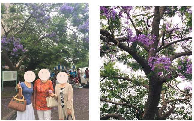 神奈川歯科大学のジャカランタ《平賀ファイナンシャルサービシズ(株)》