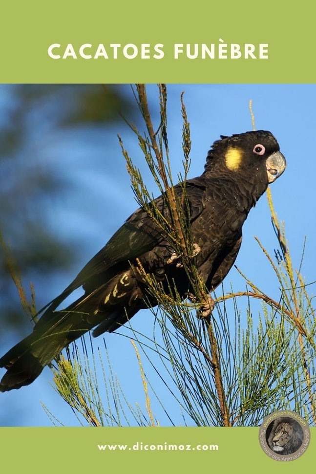 cacatoes funebre fiche animaux oiseaux taille poids alimentation reproduction habitat repartition