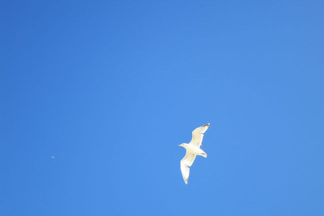 Blauer-Himmel-und-fliegende-Möwe