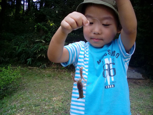 ザリガニ釣り、子供