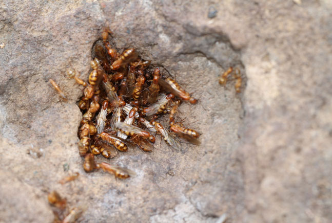 Nest von Camponotus zonatus - Foto: Henri Herrera, CDF