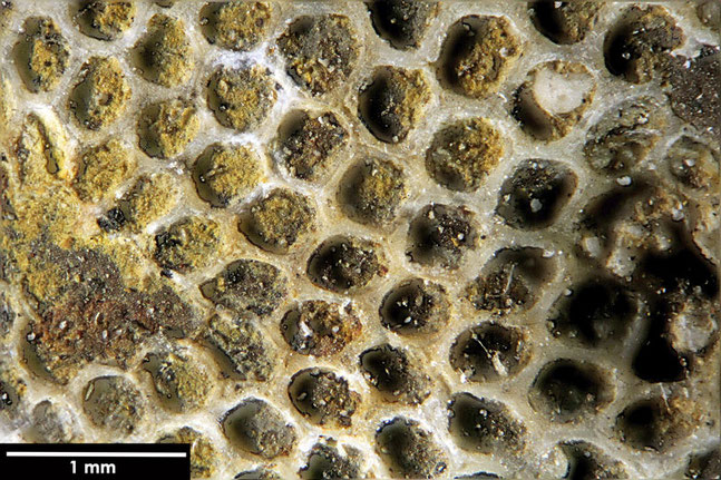 Senckenberg, Bryozoa, Bryozoen, Moostierchen, Sammlung Voigt