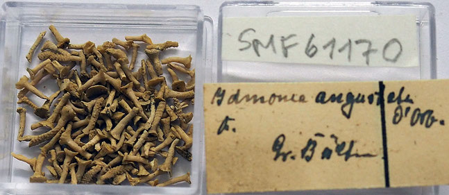 Senckenberg, Bryozoa, Bryozoen, Moostierchen, Sammlung Voigt