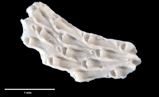 Senckenberg, Bryozoa, Bryozoen, Moostierchen, Sammlung Voigt