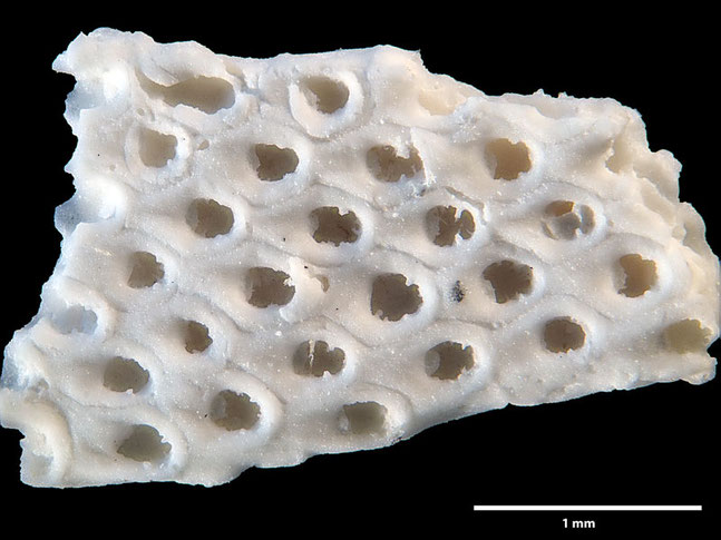 Senckenberg, Bryozoa, Bryozoen, Moostierchen, Sammlung Voigt