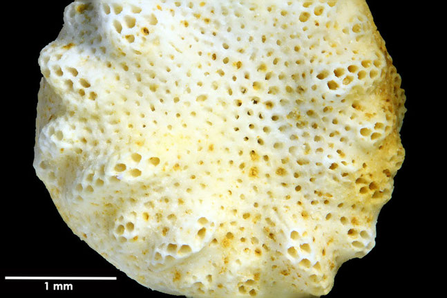 Senckenberg, Bryozoa, Bryozoen, Moostierchen, Sammlung Voigt