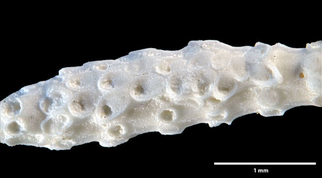 Senckenberg, Bryozoa, Bryozoen, Moostierchen, Sammlung Voigt