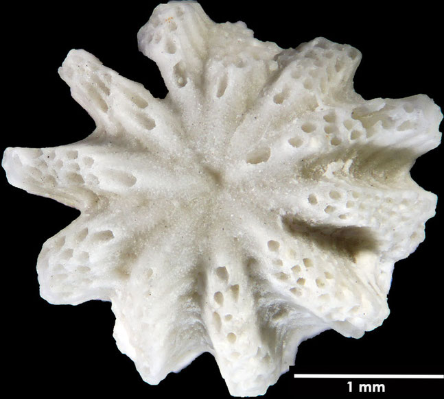 Senckenberg, Bryozoa, Bryozoen, Moostierchen, Sammlung Voigt