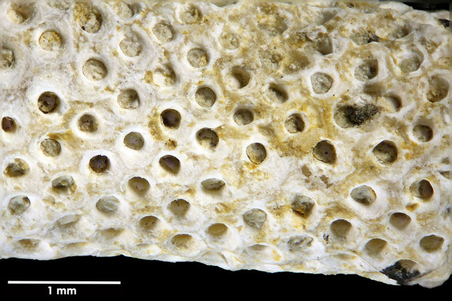 Senckenberg, Bryozoa, Bryozoen, Moostierchen, Sammlung Voigt