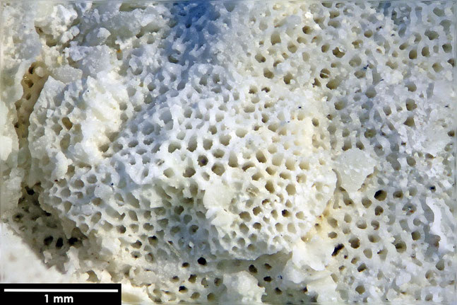 Senckenberg, Bryozoa, Bryozoen, Moostierchen, Sammlung Voigt