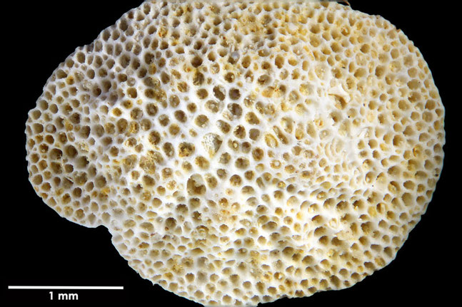 Senckenberg, Bryozoa, Bryozoen, Moostierchen, Sammlung Voigt