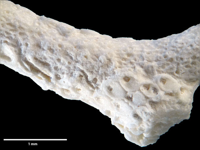 Senckenberg, Bryozoa, Bryozoen, Moostierchen, Sammlung Voigt