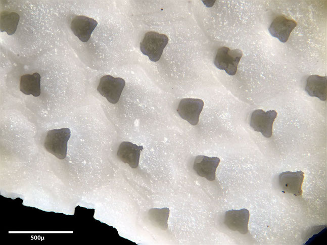 Senckenberg, Bryozoa, Bryozoen, Moostierchen, Sammlung Voigt