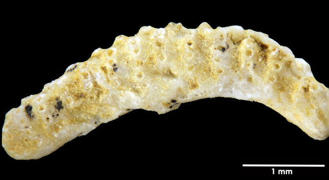 Senckenberg, Bryozoa, Bryozoen, Moostierchen, Sammlung Voigt